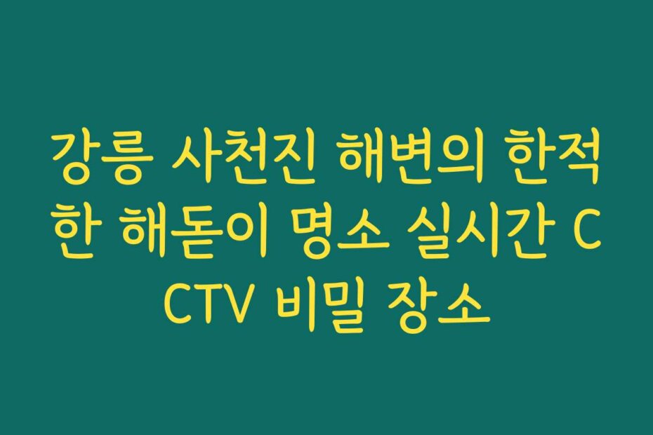 강릉 사천진 해변의 한적한 해돋이 명소 실시간 CCTV 비밀 장소