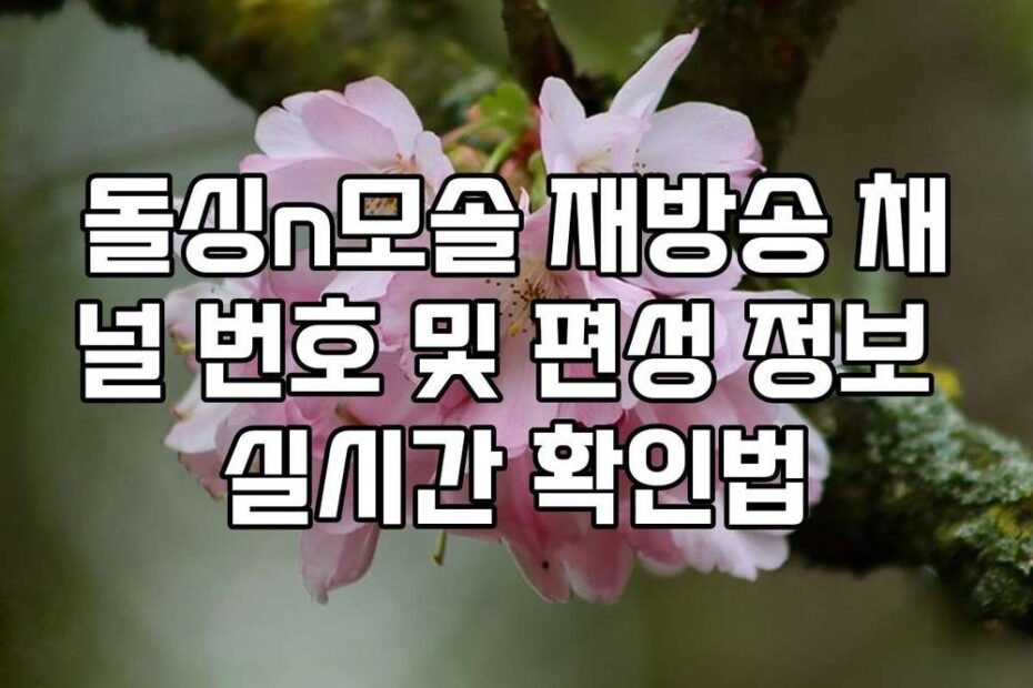 돌싱n모솔 재방송 채널 번호 및 편성 정보 실시간 확인법