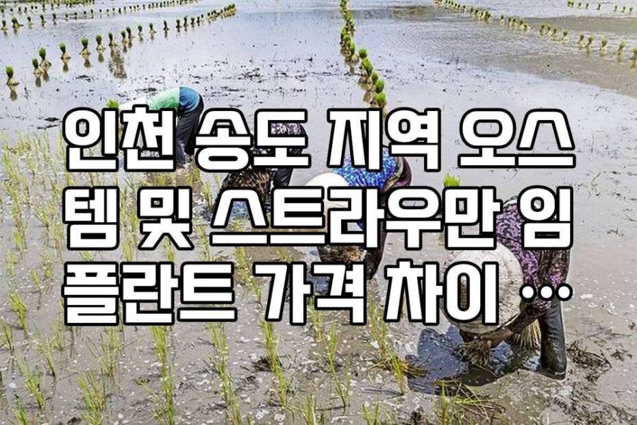 인천 송도 지역 오스템 및 스트라우만 임플란트 가격 차이 분석